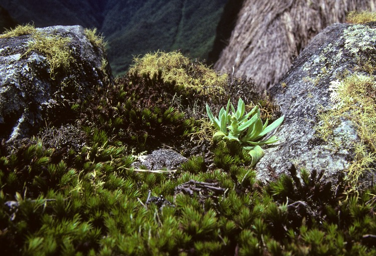 Andean microflora 1991