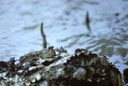 Bako Park mudskipper near Kuching 1992