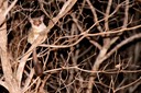 Bush baby