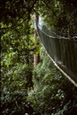 Canopy walk near Kotakinabalu 1992