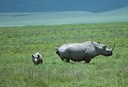 Cow Calf Rhino