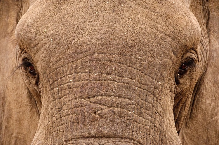 Eleplhant's face