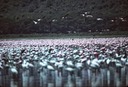 Flamingo Nakuru