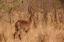 Fork-tailed drongo and waterbuck