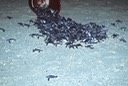 Green Sea Turtle race to the sea 1992