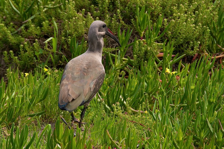 "Hededa" the ibis squaked