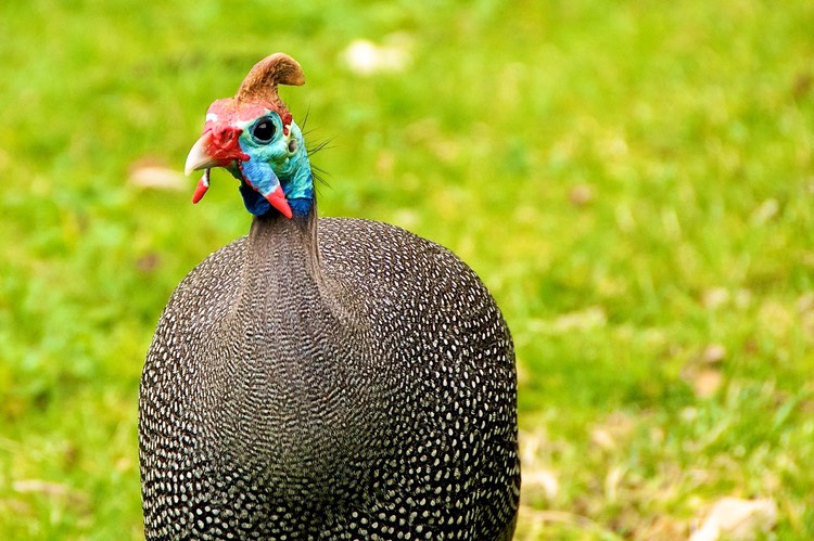 Helmeted guinea fowl f
