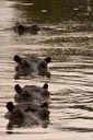 Hippo crossing the "T"