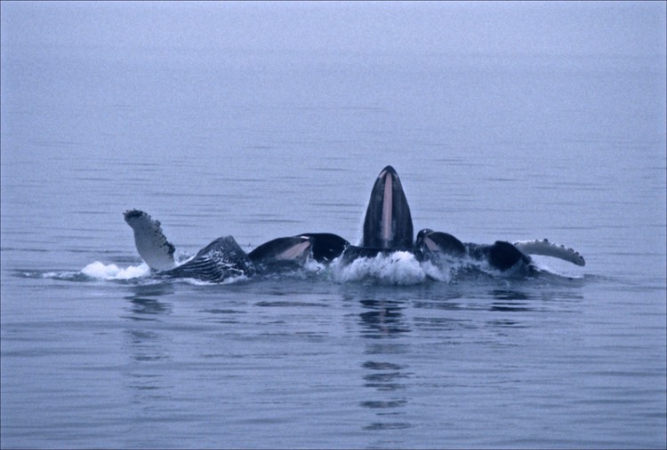 Humpback whales bubble-net feeding