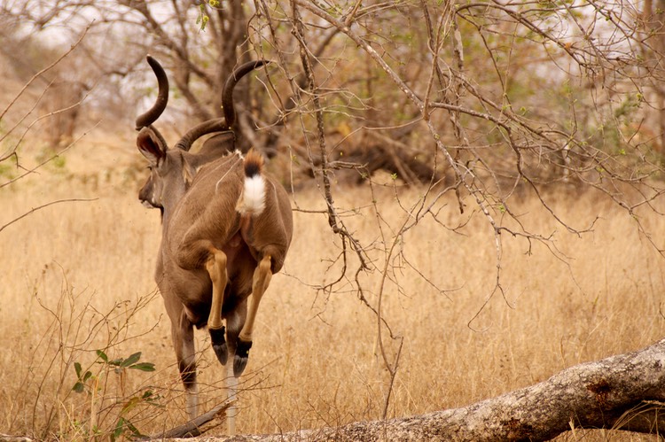 Kudu high tailing it