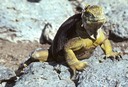 Land Iguana - Galapagos 1991