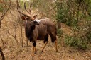 Large male nyala