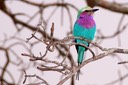 Lilac-breasted roller