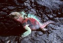 Marine iguana- Galapagos 1991