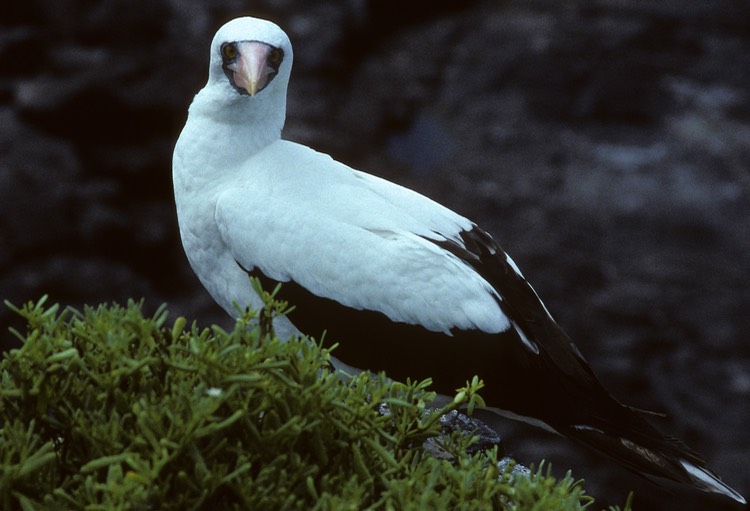 Masked booby- Galapagos 1991