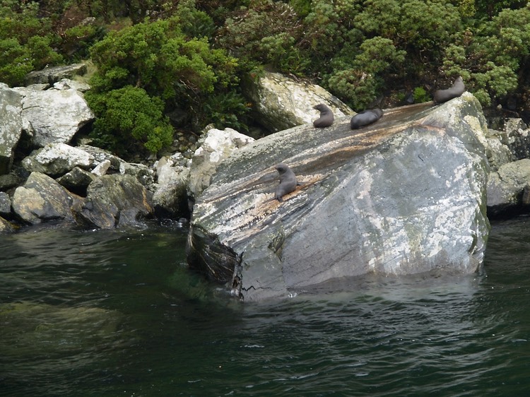 Milford Sound sealions