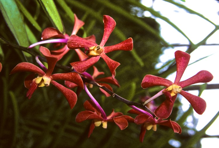More orchids 1992