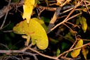 Nighttime chameleon