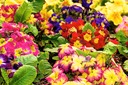 Primroses