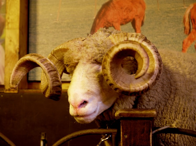 Ram at Agrodome