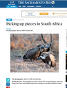 SacBEE_White-backed vultures