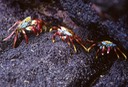 Sally lightfoot crabs- Galapagos 1991