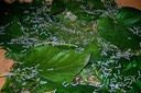 Slik worms and mulberry leaves