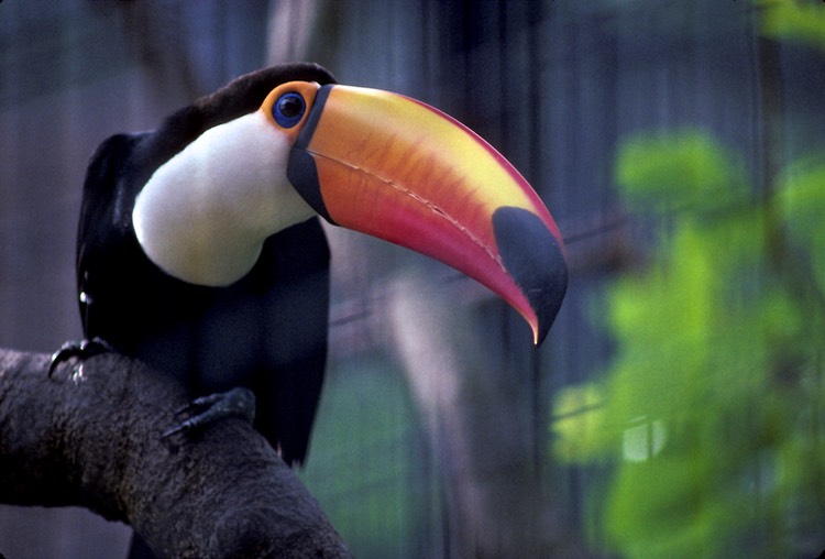 Toucan at Singapore Bird Park 1992